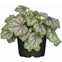 OBI Hojhera Ø lonca pribl. 13 cm Heuchera