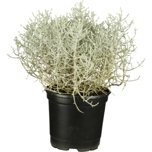 Kalocefalus Ø lonca pribl. 9 cm Calocephalus