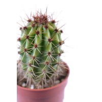 Kaktusi različnih vrst v lončku premera Ø pribl. 5,5 cm Cactaceae