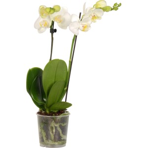 GROW by OBI Metuljasta orhideja 2 stebli Bela Ø lončka pribl. 9 cm Phalaenopsis