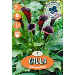 Kačunka Schwarzwalder, vijolična