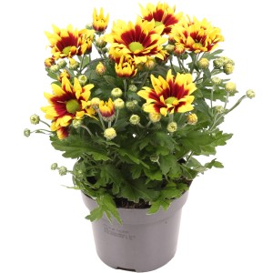 Krizantema "Splendid" višine 20-30 cm Ø lončka 12 cm Chrysanthemum indicum