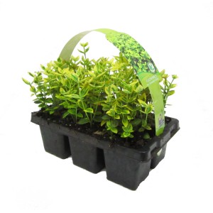 Plazeča trdoleska Emerald Gold rumeno pisana 6-delni komplet Ø lončka 7 cm