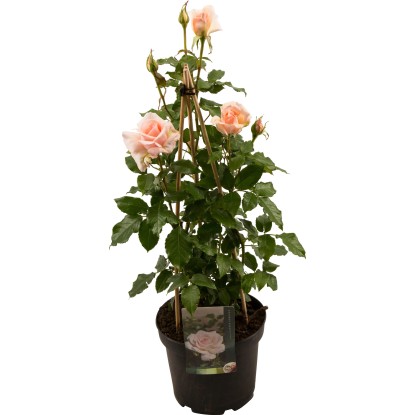 Dišeče vrtnice Ø lončka pribl. 23 cm