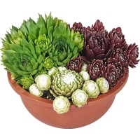 Trio netreskov v keramični skledi Sempervivum Ø lonca pribl. 16 cm