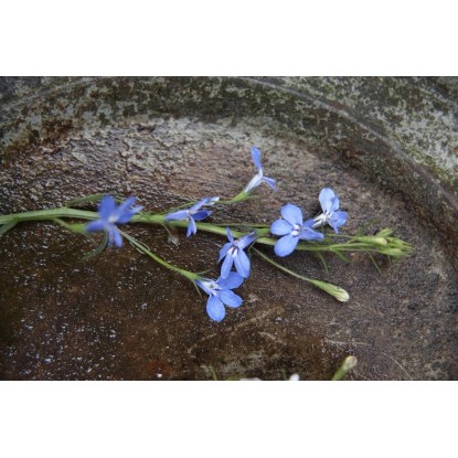 Erinasta lobelija modra 10 - 15 cm pakiranje po 10 Lobelia erinus