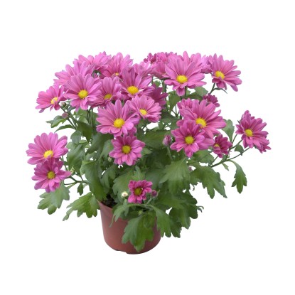 Krizantema, Ø lončka pribl. 12 cm, Chrysanthemum