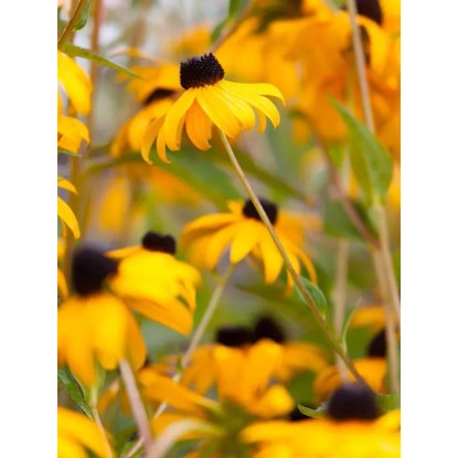 OBI Svetleča rudbekija rumena Ø lonca pribl. 9 cm x 9 cm Rudbeckia