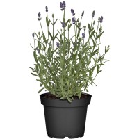 OBI Prava sivka Ø lonca približno 19 cm Lavandula