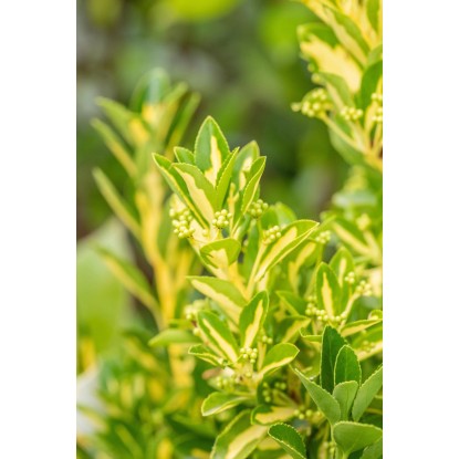 OBI Japonske trdoleske različnih vrst višina pribl. 50–60 cm lonec pribl. 10 l