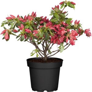 OBI Japonska azaleja Little Red rdeča 20 - 25 cm