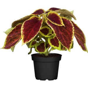 OBI Pisana kopriva Ø lonca pribl. 13 cm Coleus