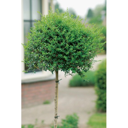 OBI Kalina ionadrum višina pribl. 65 cm lonec pribl. 9 l Ligustrum
