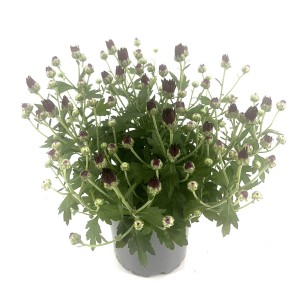 Jesenska krizantema mešanica Ø lončka pribl. 10,5 cm Chrysanthemum indicum