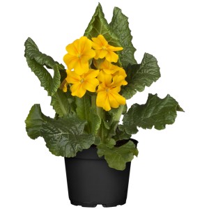 OBI Vrtni jeglič "Cabrillo" rumen v lončku s Ø pribl. 13 cm Primula veris