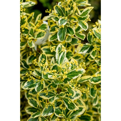 OBI Japonske trdoleske različnih vrst višina pribl. 50–60 cm lonec pribl. 10 l