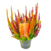 Jesenska vresa "Symphony" Ø lončka približno 13 cm Calluna vulgaris