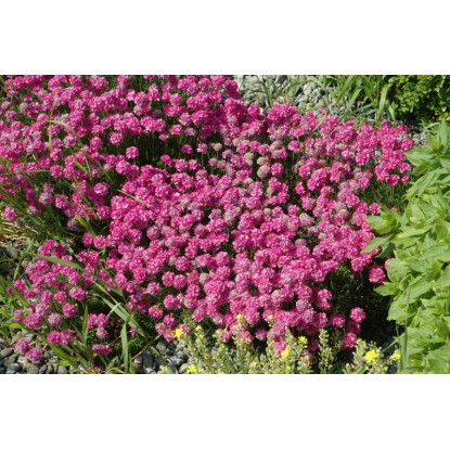 OBI Pečnik rožnat Ø lonca pribl. 13 cm Armeria