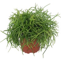 Koralni kaktus več vrst višina pribl. 10-15 cm Ø lončka pribl. 6 cm Rhipsalis