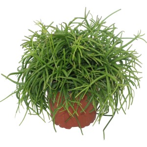 Koralni kaktus več vrst višina pribl. 10-15 cm Ø lončka pribl. 6 cm Rhipsalis