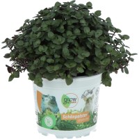 GROW by OBI Kalisija višina pribl. 15 cm Ø lončka 12 cm Callisia repens