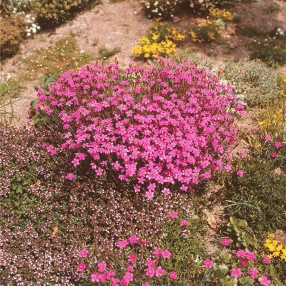OBI Vrtni nagelj "Leuchtfunk" rdeča Ø lonca pribl. 9 cm x 9 cm Dianthus