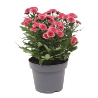 Krizantema Jellyfish losos višine 25 cm Ø lončka 12 cm Chrysanthemum indicum