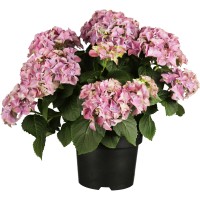 Kmečka hortenzija rožnata višina pribl. 40 - 50 cm lonček pribl. 5 l Hydrangea