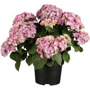 Kmečka hortenzija rožnata višina pribl. 40 - 50 cm lonček pribl. 5 l Hydrangea