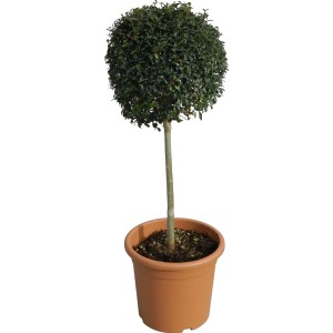 OBI Kalina ionadrum višina pribl. 65 cm lonec pribl. 9 l Ligustrum