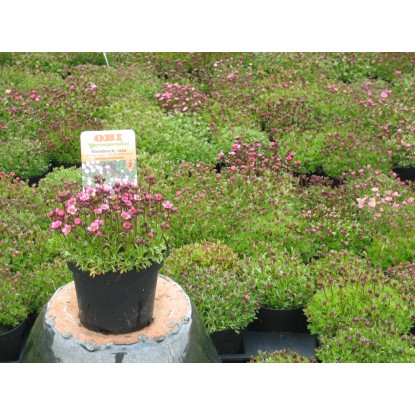 OBI Kamnokreč "Rosenzwerg" rožnat Ø lonca pribl. 9 cm x 9 cm Saxifraga