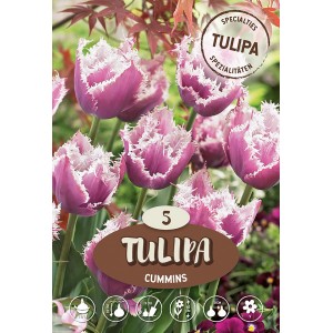 Tulipan Crispa Cummins