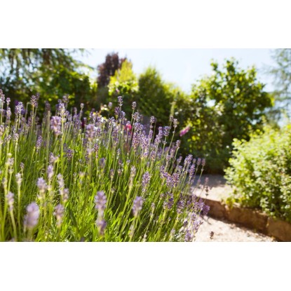 Sivka "Felice" Ø lonca pribl. 10,5 cm Lavandula