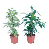 GROW by OBI Fikus Ø lončka pribl. 14 cm Ficus benjamina