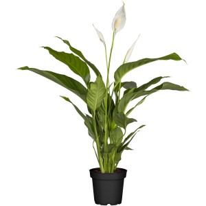 GROW by OBI Spatifil Sweet Silvio Ø lončka pribl. 17 cm Spathiphyllum
