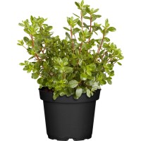 Japonska azaleja "Pink Spider" roza višina pribl. 30-40 cm lonček pribl. 4,6 l