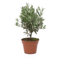 GROW by OBI Oljka v grmu lonec pribl. 15 l Olea europaea