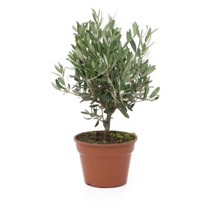 GROW by OBI Oljka v grmu lonec pribl. 15 l Olea europaea