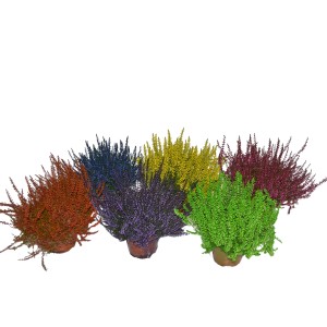 Vresa z brstičnimi cvetovi raznobarvna Ø lončka pribl. 11 cm Calluna