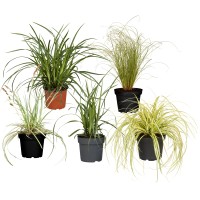 Mešanica šašev Ø lončka pribl. 13 cm Carex