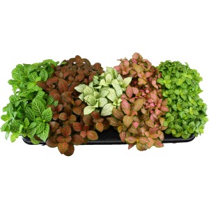 GROW by OBI Fitonija "Forest Flame" v lončku premera Ø pribl. 12 cm Fittonia