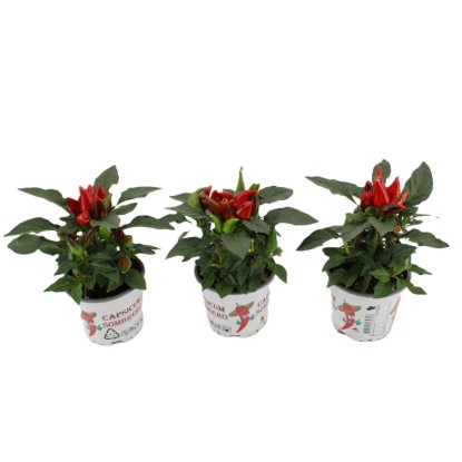 Okrasna paprika "Sombrero" več barv višine 25 cm Ø lončka 10,5 cm Capsicum