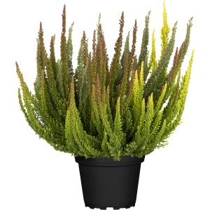 Vresa z brstičnimi cvetovi "Skyline" Ø lončka pribl. 13 cm Calluna vulgaris