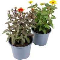 GROW by OBI Sončno oko pribl. 20-30 cm Heliopsis