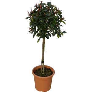 OBI Fotinija "Red Robin" višina pribl. 65 cm lonec pribl. 9 l Photinia