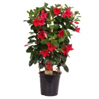 Dipladenija v več barvah višine približno 50-55 cm Ø lončka 17 cm Mandevilla