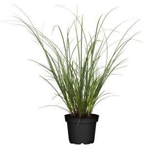 GROW by OBI Šaš lonec Ø 14 cm atraktivna okrasna trava Carex brunnea