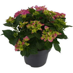 Kmečka hortenzija Rožnata višina 45 cm lonček 5 l Hydrangea Macrophylla