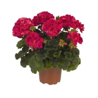 PCZ Varaždinski Cvijet Pelargonija zonale Ø lončka 12 cm