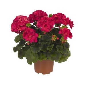 PCZ Varaždinski Cvijet Pelargonija zonale Ø lončka 12 cm